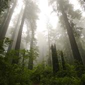 Del Norte Coast Redwoods State Park (SP) within the Redwood National and State Parks