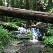 Portola Redwoods State Park (SP)