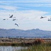Napa-Sonoma Marshes Wildlife Area