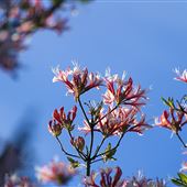Azalea State Natural Reserve (SNR)