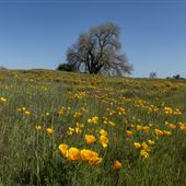 Prairie City State Vehicular Recreation Area (SVRA)
