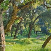 Bogart Regional Park - Woods