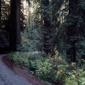 Howland Hill Road