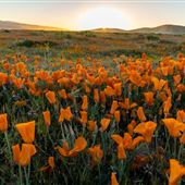 Antelope Valley California Poppy Reserve State Natural Reserve (SNR)