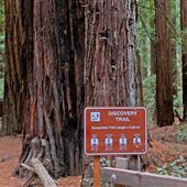Armstrong Redwoods State Natural Reserve (SNR)