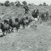 Lane Ranch & Co.