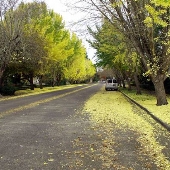 McDonald Avenue Neighborhood