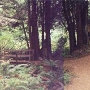 Pomo Canyon (Sonoma Coast State Park)