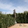Cerritos Sculpture Garden