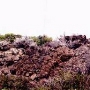 Subway Cave Lava Tube