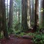 Jedediah Smith Redwoods State Park (SP) within the Redwood National and State Parks