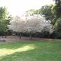Descanso Gardens