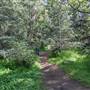 Griffith Park Redwoods - Cedar Grove
