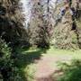 Griffith Park Redwoods - Cedar Grove