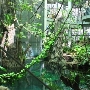California Academy of Sciences