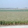 Tulare County Agricultural Field