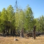 Aspens Near Highway 267 US Forest Service