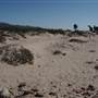 Emma Wood State Beach (SB)