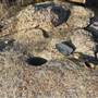 Upland Game Hunting Area - California Department of Fish and Wildlife (CDFW)