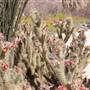 Anza-Borrego Desert State Park (SP)