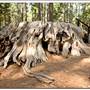 Calaveras Big Trees State Park (SP)
