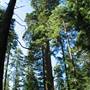 Calaveras Big Trees State Park (SP)