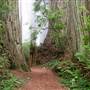 Del Norte Coast Redwoods State Park (SP) within the Redwood National and State Parks