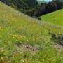 Mount Tamalpais State Park (SP)