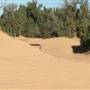 Heber Dunes State Vehicular Recreation Area (SVRA)