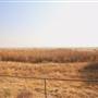 Tule Elk State Natural Reserve (SNR)