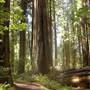 Grizzly Creek Redwoods State Park (SP)