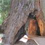 Calaveras Big Trees State Park (SP)