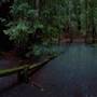 Armstrong Redwoods State Natural Reserve (SNR)