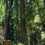 Kruse Rhododendron State National Reserve (SNR)