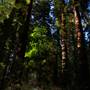Richardson Grove State Park (SP)