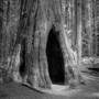 Humboldt Redwoods State Park (SP)