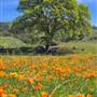 Mount Diablo State Park (SP)
