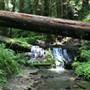 Portola Redwoods State Park (SP)