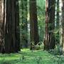 Hendy Woods State Park (SP)