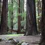 John B. Dewitt Redwoods State National Reserve (SNR)