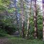 Del Norte Coast Redwoods State Park (SP) within the Redwood National and State Parks