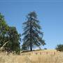 Henry W. Coe State Park (SP)