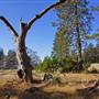 Henry W. Coe State Park (SP)