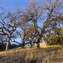 Henry W. Coe State Park (SP)