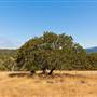 Trione-Annadel State Park (SP)