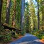 Highway 101 within Humboldt Redwoods State Park