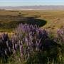 Carrizo Plain National Monument