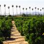 California Citrus State Historic Park (SHP)