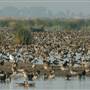 Yolo Bypass Wildlife Area - California Department of Fish & Wildlife (CDFW)