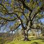 Cache Creek Wilderness